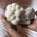 north-spore-organic-lions-mane-mushroom--3.jpg