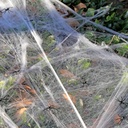 Halloween Spider Web Decorations 200 Sq Feet with 30 Plastic Spiders - Indoor and Outdoor Cobwebs for Halloween Party Supplies, Spider Themed Decor
